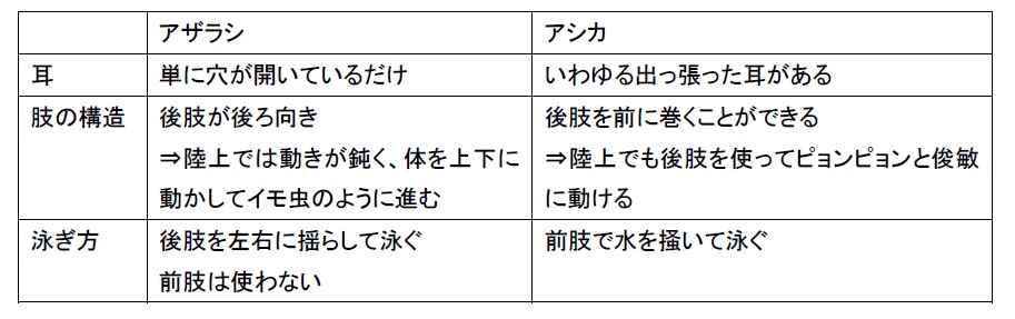 表・アザラシアシカ